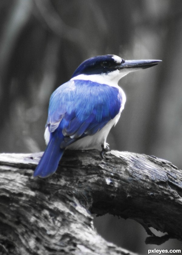 Azure Kingfisher